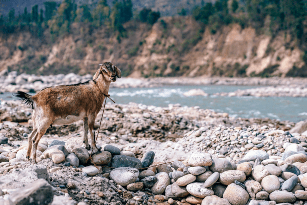 Backpacking With Goats, Milk on the Go!